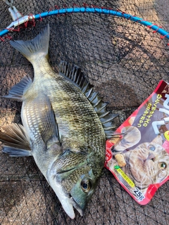 チヌの釣果