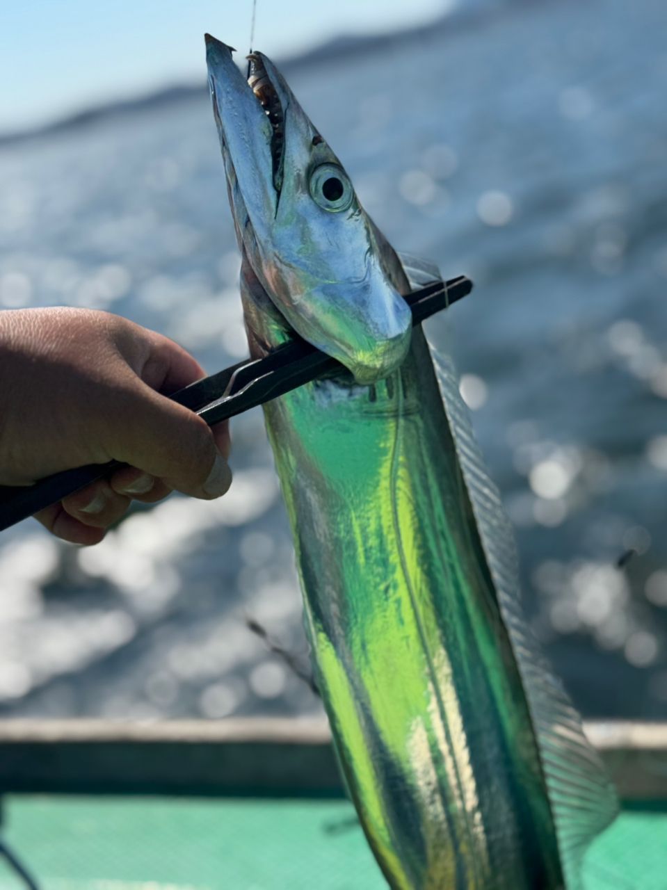 若造りジャパンさんの釣果 2枚目の画像