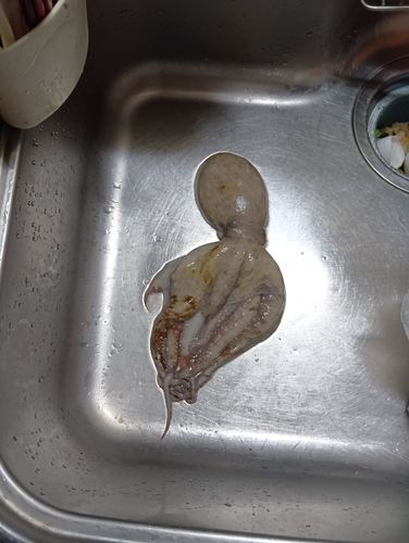 タコの釣果