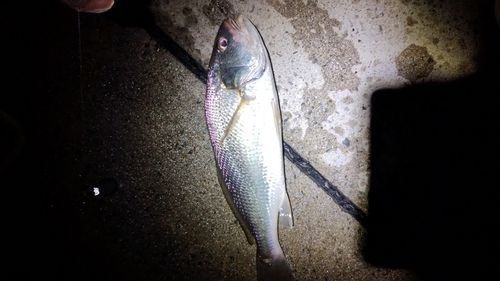 釣果