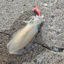 アオリイカ