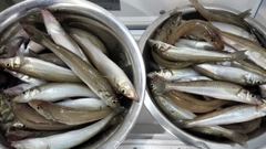 シロギスの釣果