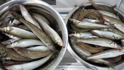 シロギスの釣果
