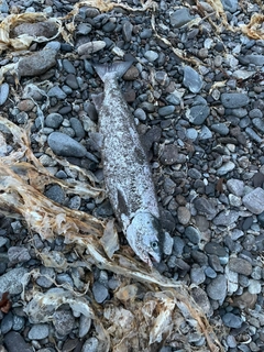 アキアジの釣果