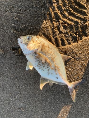 メッキの釣果