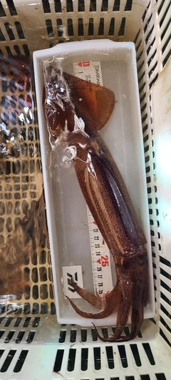スルメイカの釣果