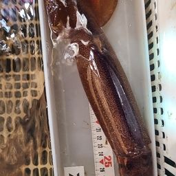 スルメイカ