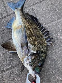 チヌの釣果