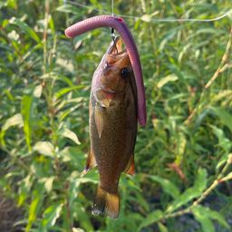 スモールマウスバス