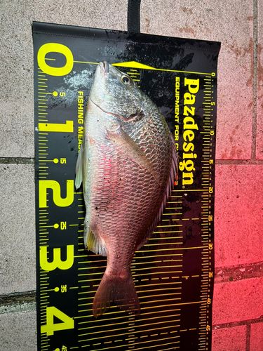 キビレの釣果