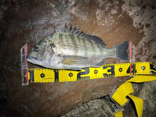 クロダイの釣果