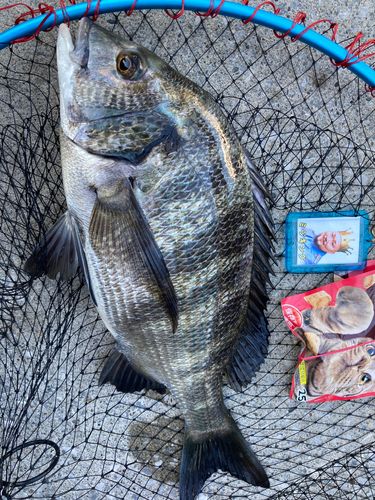 チヌの釣果