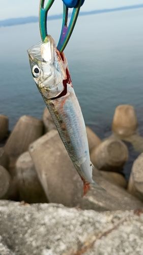 イワシの釣果