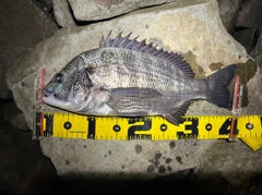 クロダイの釣果