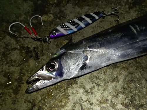 タチウオの釣果