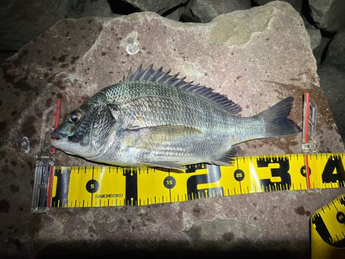クロダイの釣果