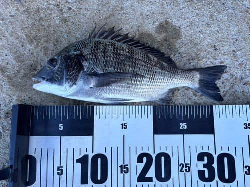 チヌの釣果