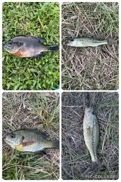 ブラックバスの釣果