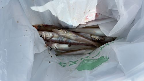 キスの釣果