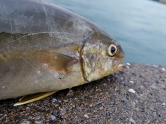 ショゴの釣果