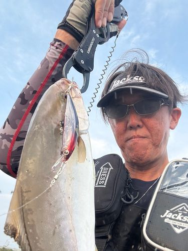 ショゴの釣果