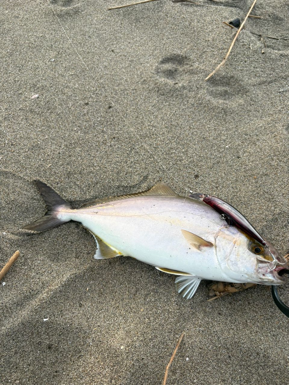 ショゴ