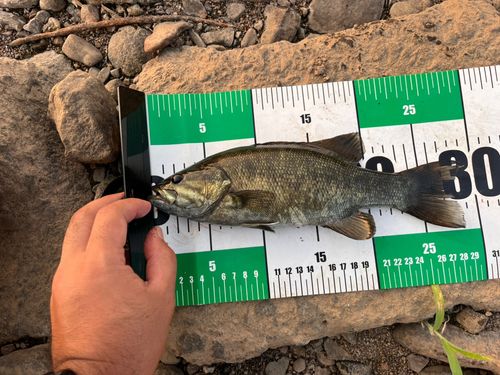 スモールマウスバスの釣果