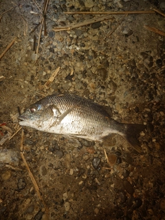 キビレの釣果