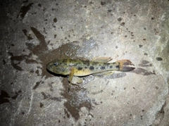 ウロハゼの釣果