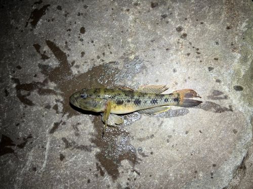 ウロハゼの釣果