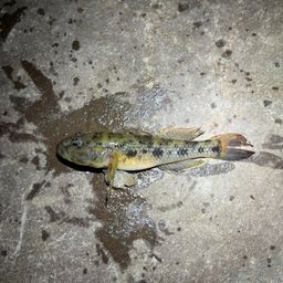 ウロハゼ
