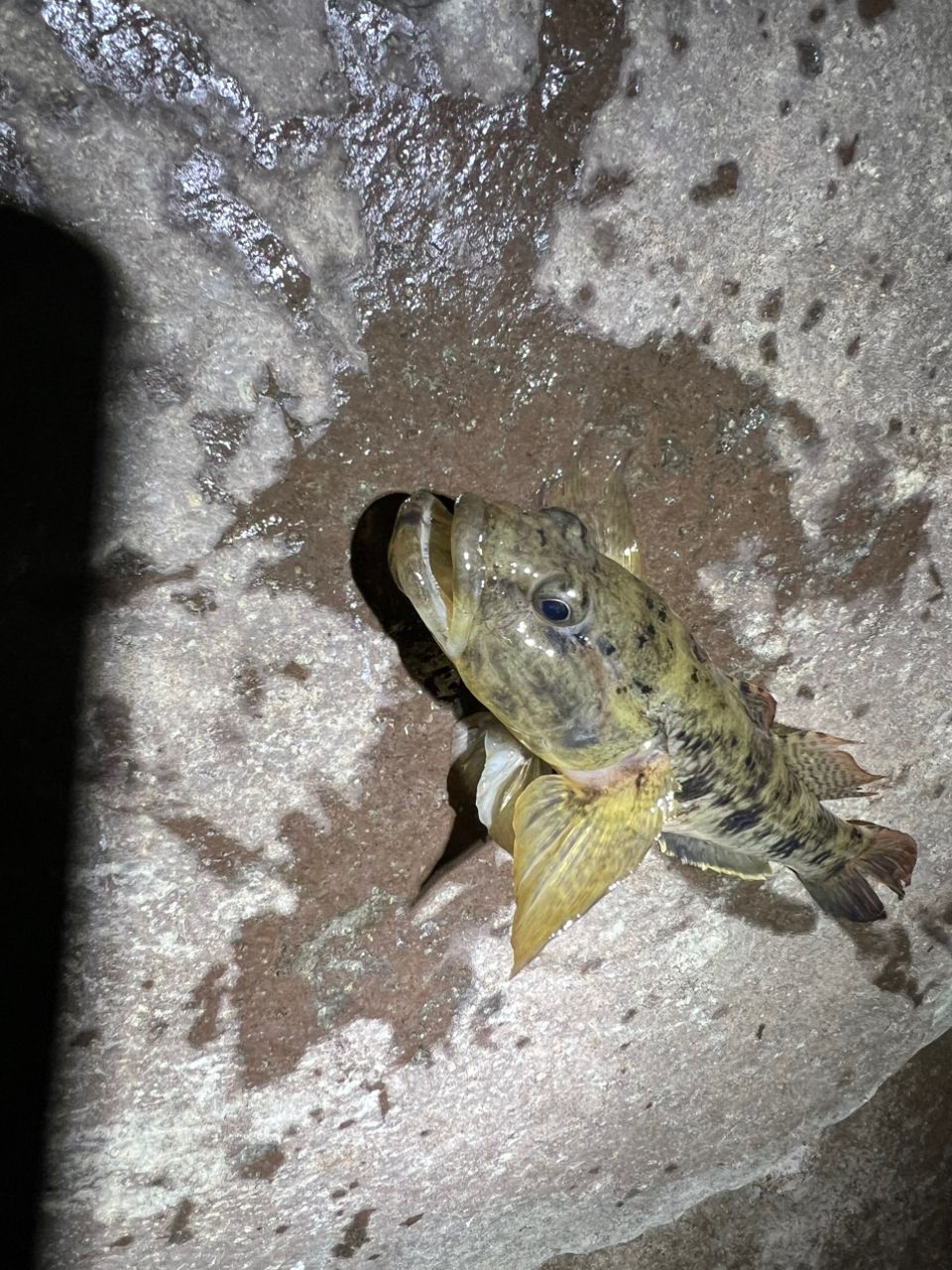 ウロハゼ