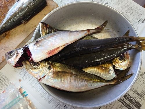 アジの釣果