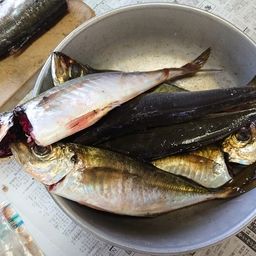 アジ