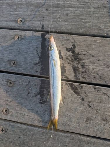 カマスの釣果