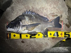 クロダイの釣果