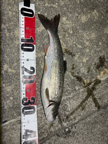 ウグイの釣果
