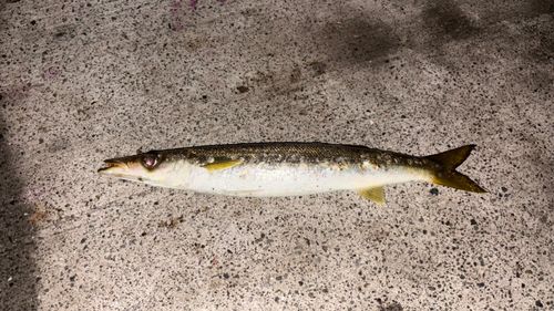 カマスの釣果