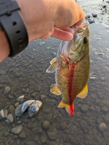 スモールマウスバスの釣果