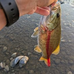 スモールマウスバス