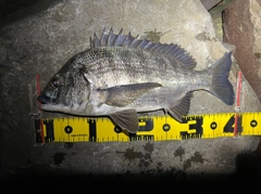 クロダイの釣果