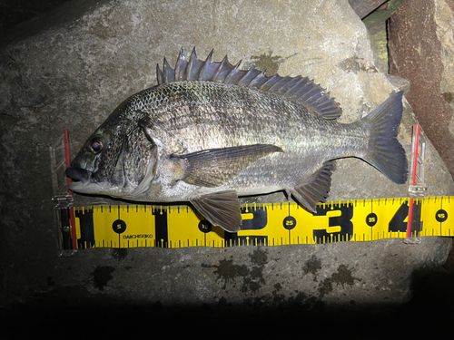 クロダイの釣果