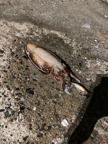 福吉港