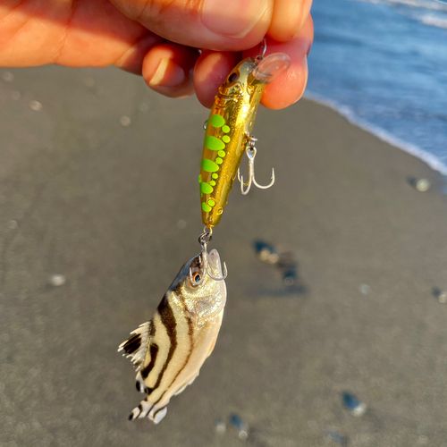 コトヒキの釣果