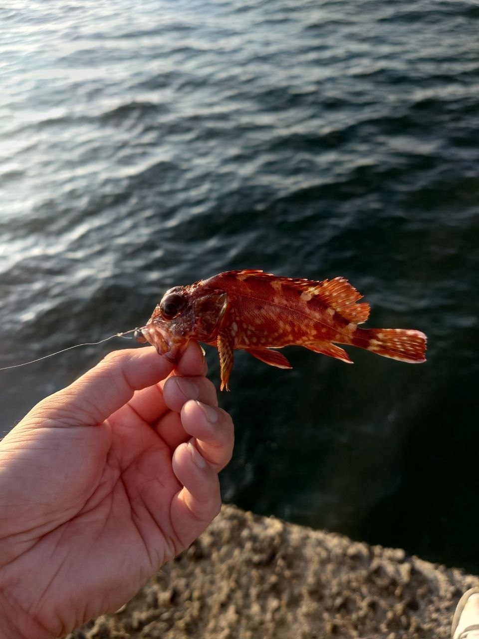 カサゴ