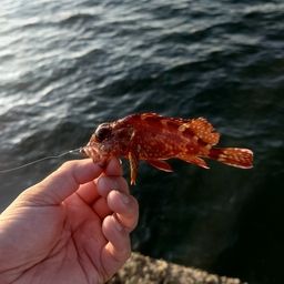 カサゴ