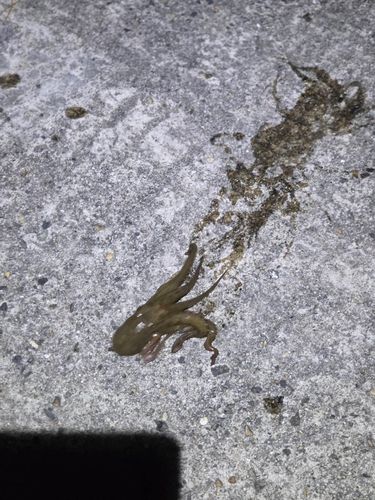 タコの釣果