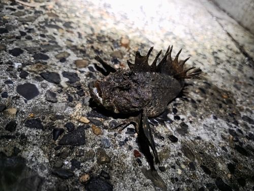 オニオコゼの釣果