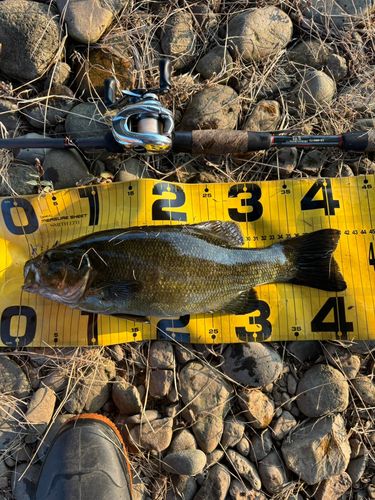 スモールマウスバスの釣果
