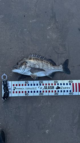 チヌの釣果
